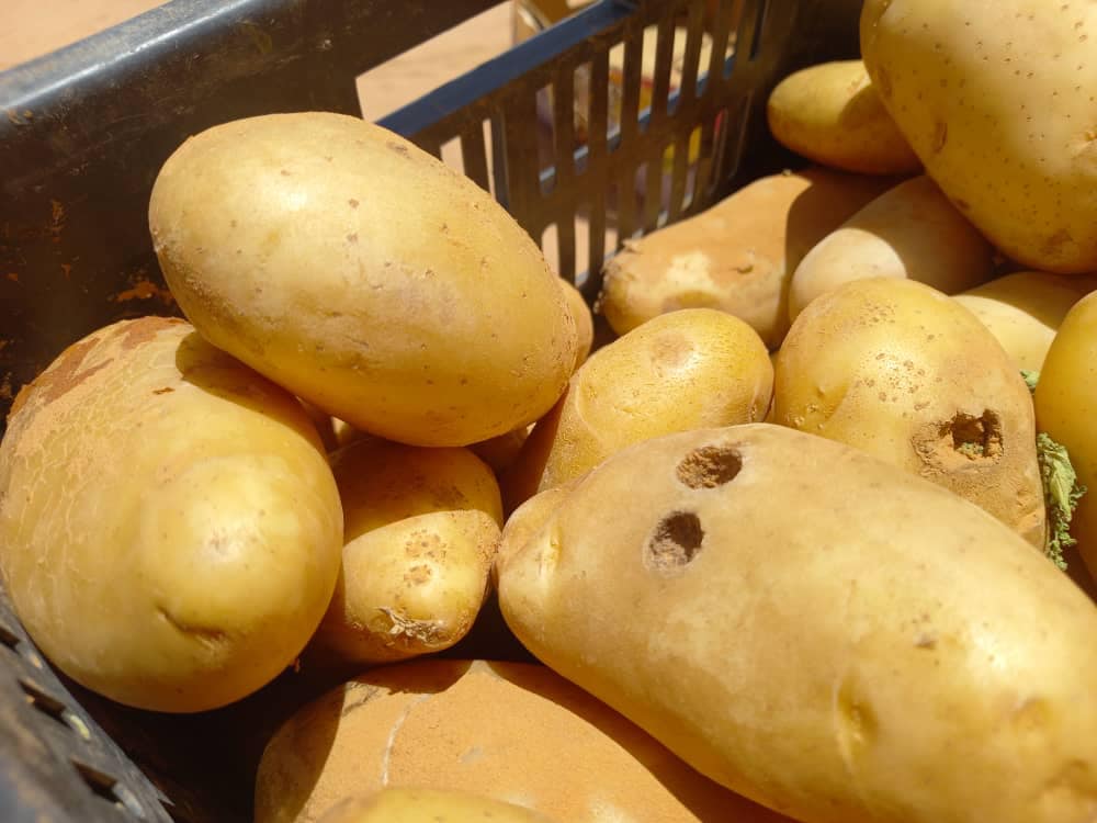 ضبط كميات من البطاطا الفاسدة داخل سوق الخضار بأوباري