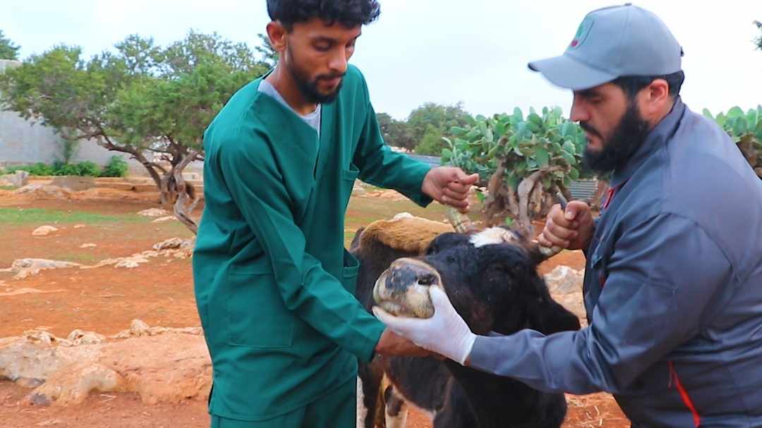 الصحة الحيوانية بمدينة البيضاء لـ(وال): تفشي مرض الجلد العقدي بين الأبقار لا يشكل خطرا على الإنسان لكنه يهدد الثروة الحيوانية