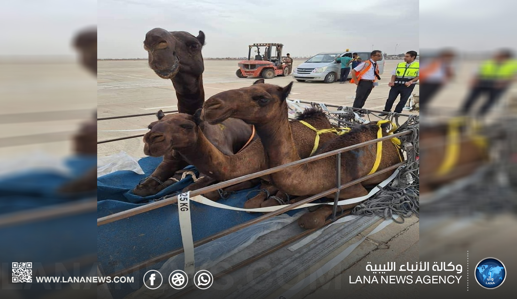 الزراعة بالحكومة الليبية تستقبل شحنة (جِمال) قادمة من الإمارات عبر مطار بنينا