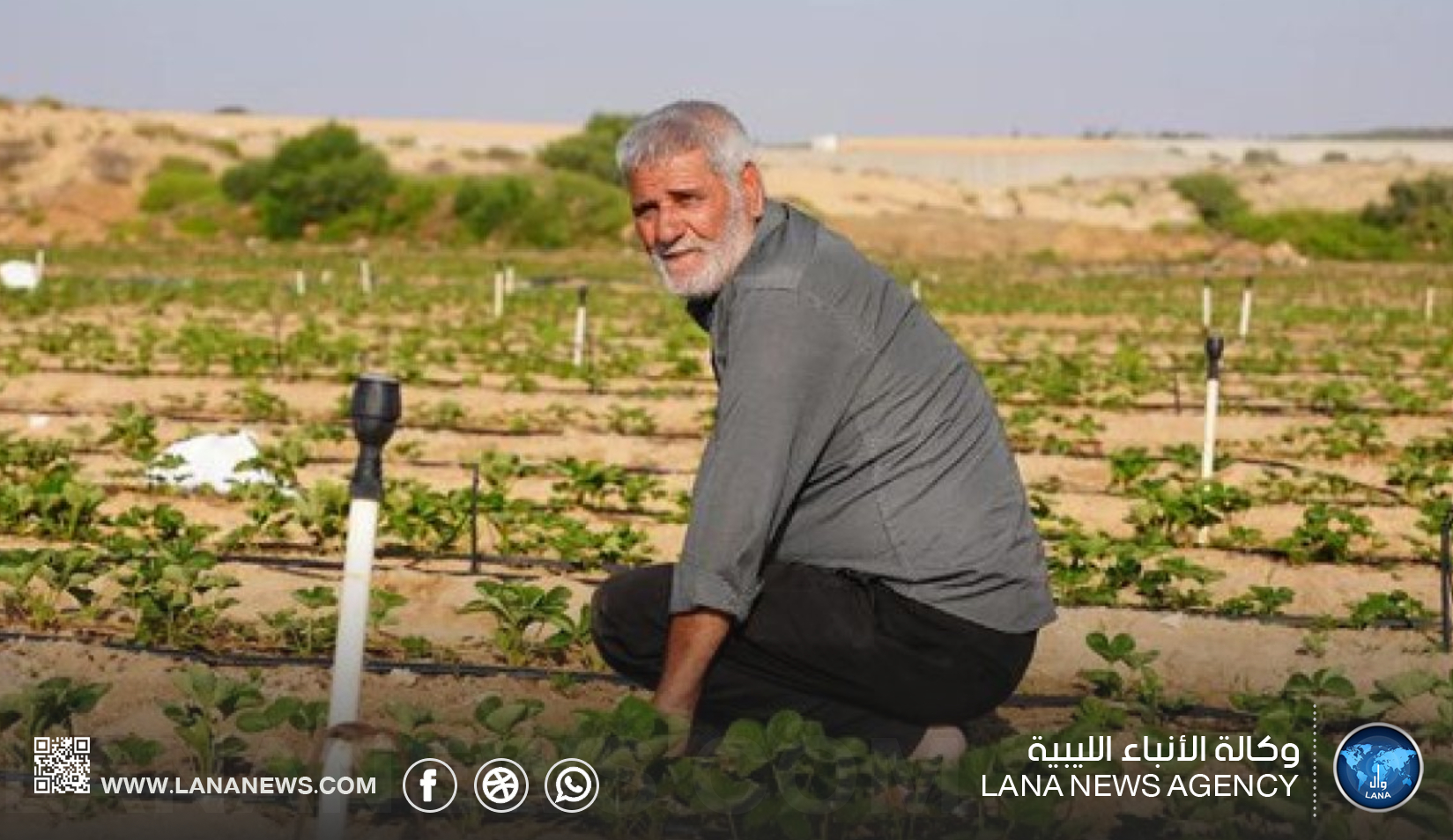 منظمة أممية تكشف عن تأثير الحرب على الأمن الغذائي في غزة