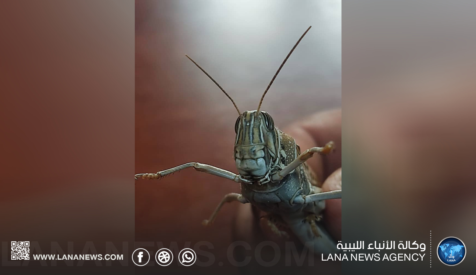 الجراد الصحراوي يهدد زراعة غات وجهود محلية ودولية للمكافحة