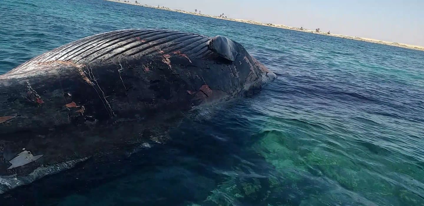 خاص| حوت زعنفي ضخم يحط رحاله نافقًا بالقرب من شاطئ كركورة