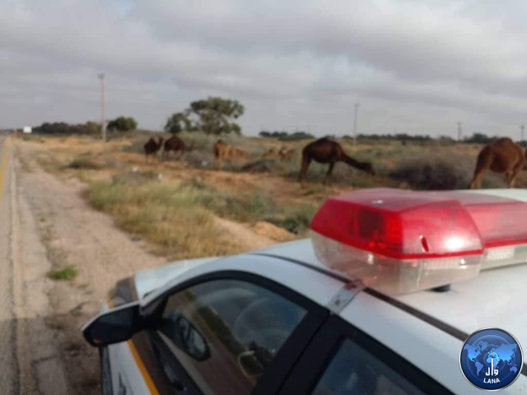 مديرية أمن رأس لانوف تحمل مربي الإبل السائبة مسؤولية وقوع أي حوادث مرورية 