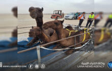 الزراعة بالحكومة الليبية تستقبل شحنة (جِمال) قادمة من الإمارات عبر مطار بنينا