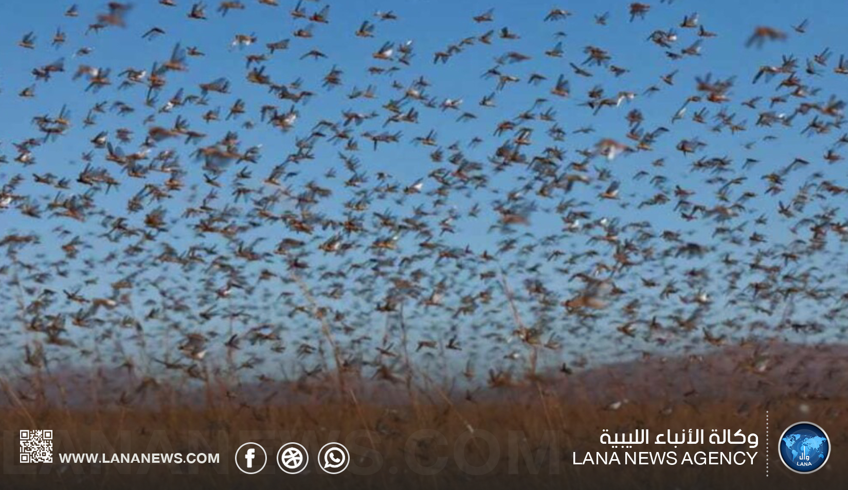 عميد بلدية تازربو: الجراد تجاوز الملايين ويشكل خطرا على مشروع السرير الزراعي