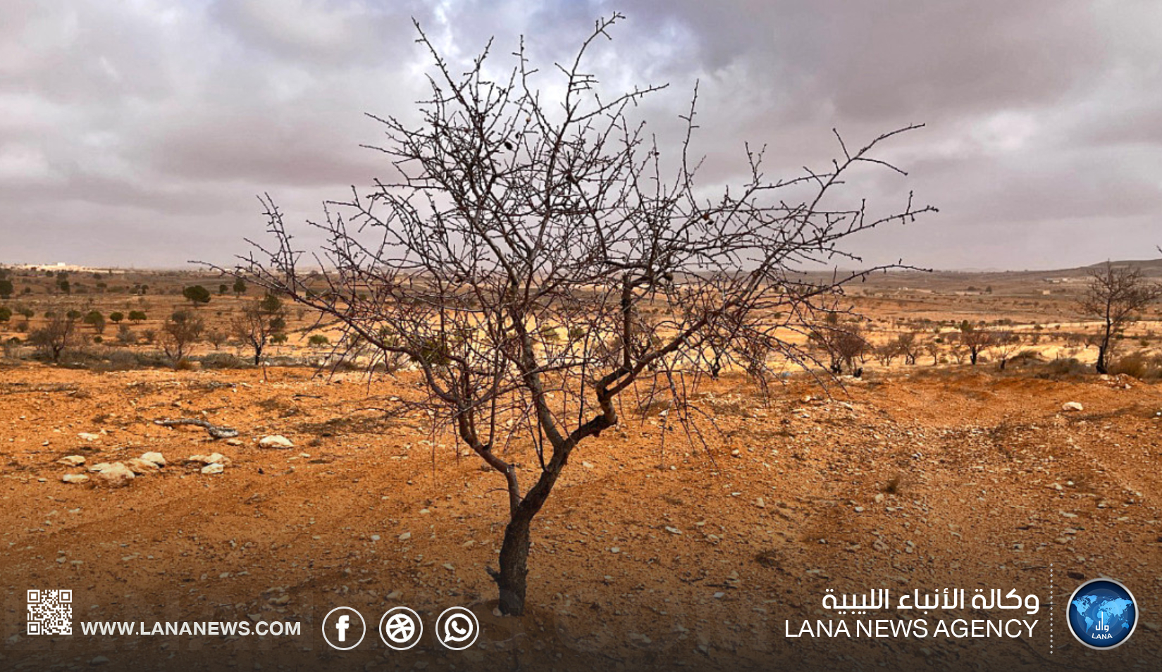 كلية التربية بالمرج تعتزم إطلاق حملة تشجير كبرى لزراعة 10 آلاف شتلة