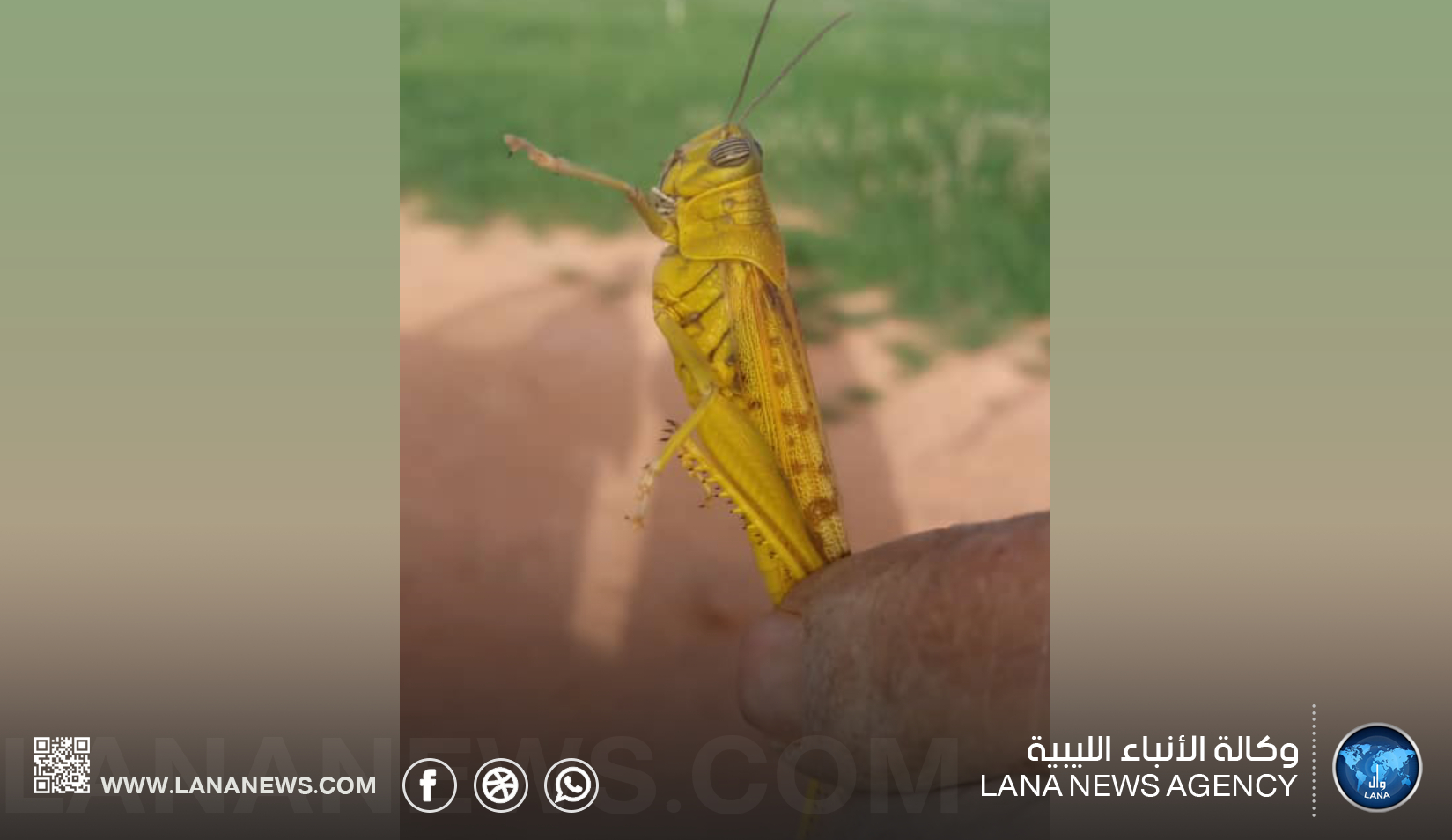 رصد أسراب جديدة من الجراد في الجنوب ومطالبة بتكثيف جهود مكافحتها