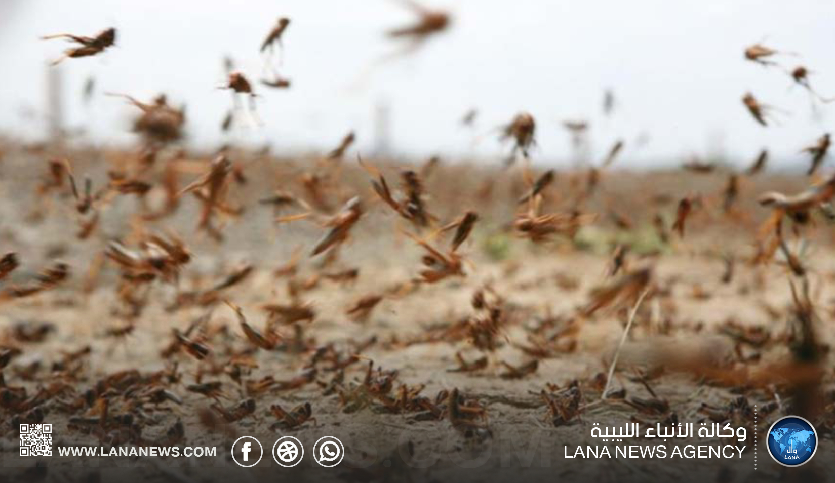 حملة ناجحة لمكافحة الجراد الصحراوي في جنوب ليبيا