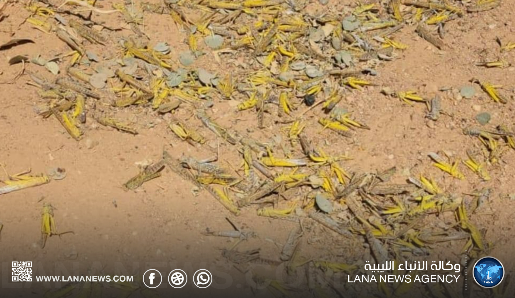 دراسة بحثية: جائحة الجراد تسببت في خسائر اقتصادية كبيرة للمزارعين في الجنوب